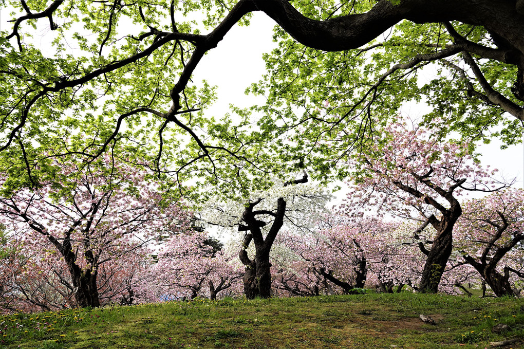 松前の桜祭り－８　八重桜の競演