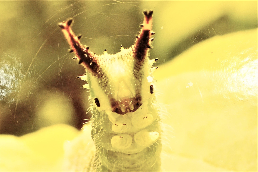 可愛いやつ　国蝶オオムラサキの幼虫