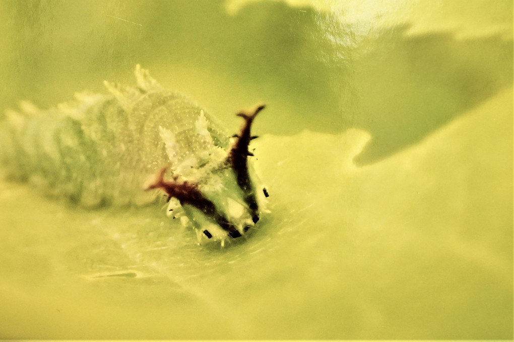 可愛いやつ　国蝶オオムラサキの幼虫