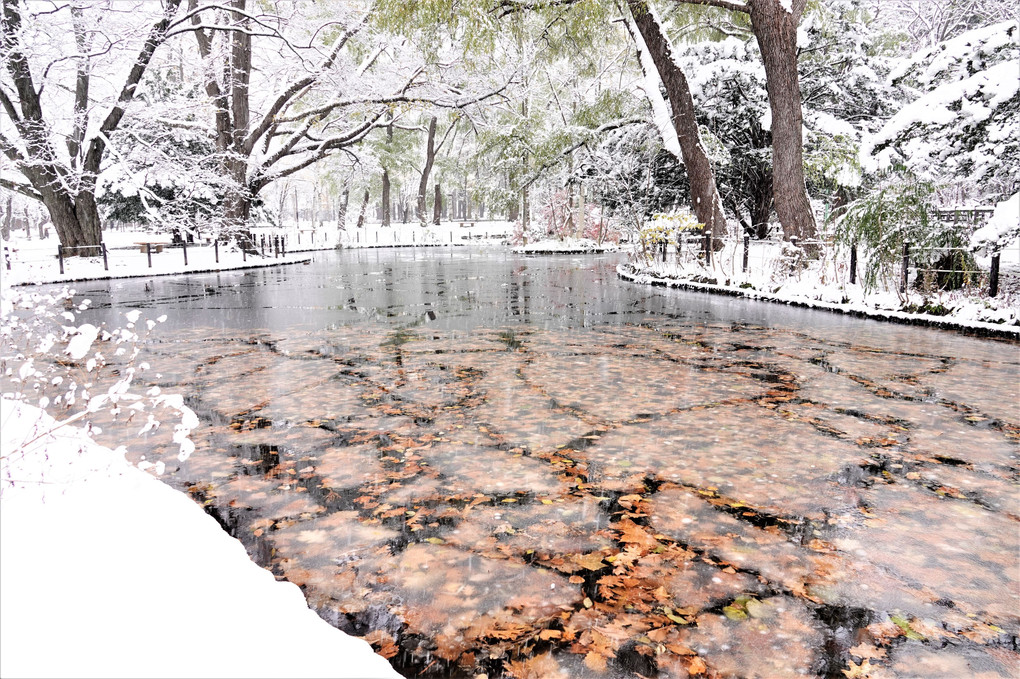 いつもの池も雪化粧
