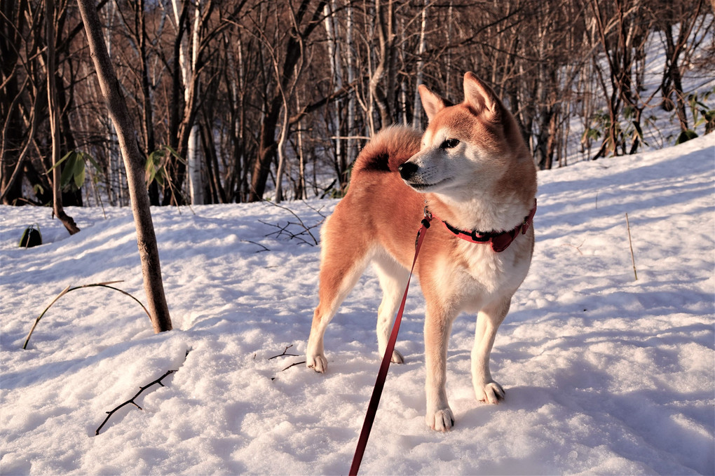 柴犬「春」の散歩