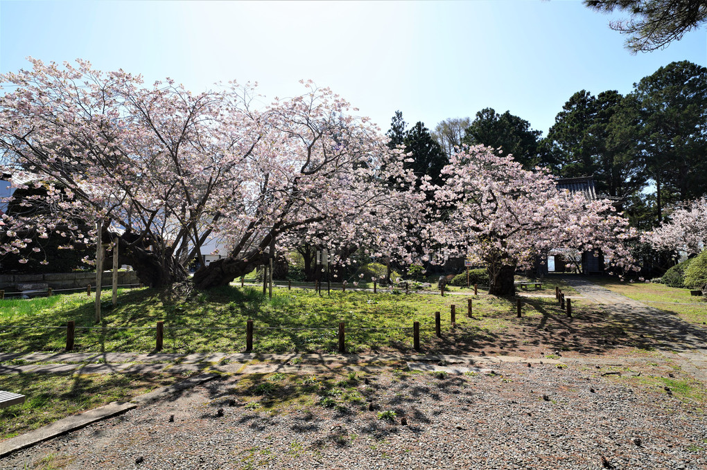 北海道最速の桜開花