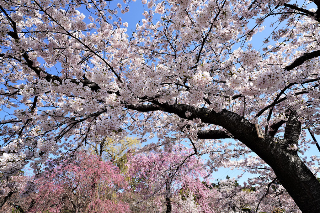 北海道最速の桜開花