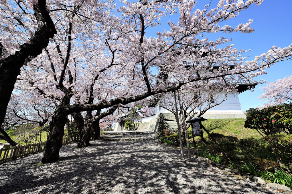 松前城桜開花