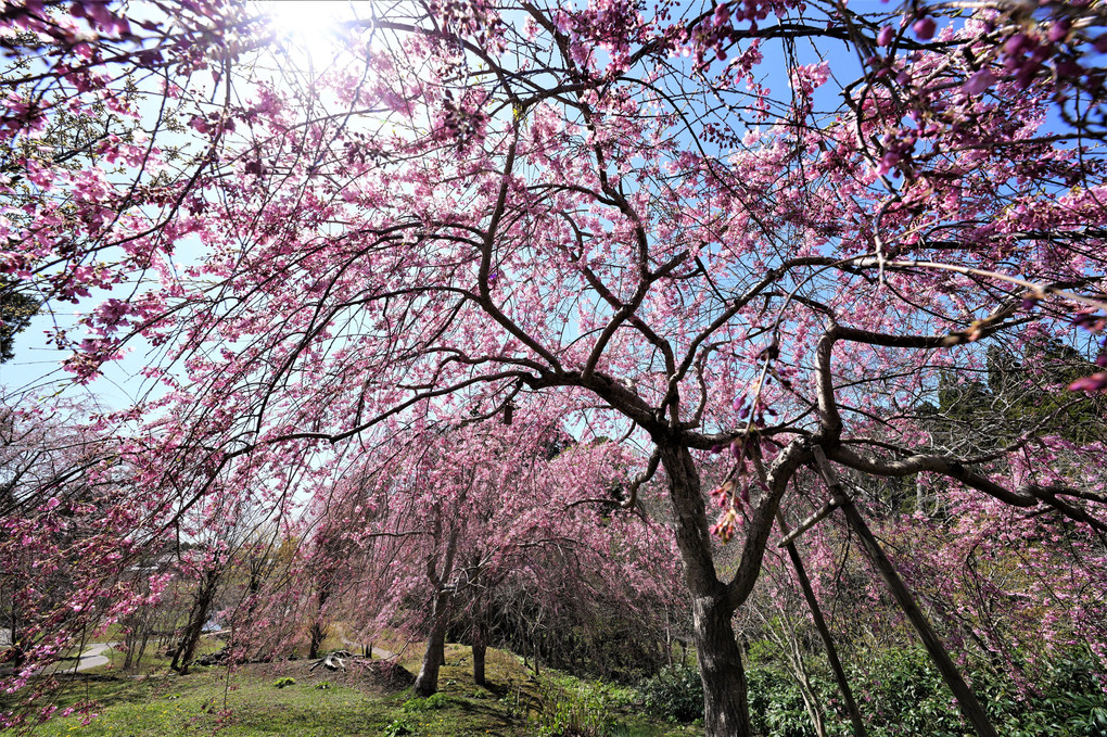 松前城桜開花
