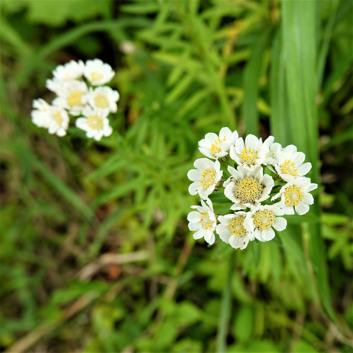 礼文の花達-2