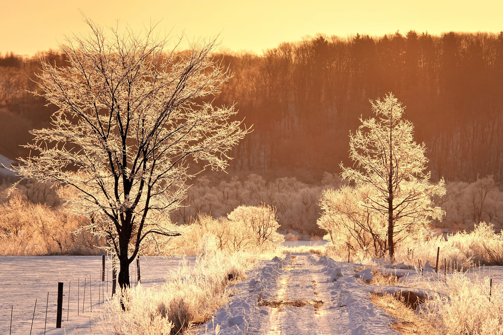 輝く冬の路
