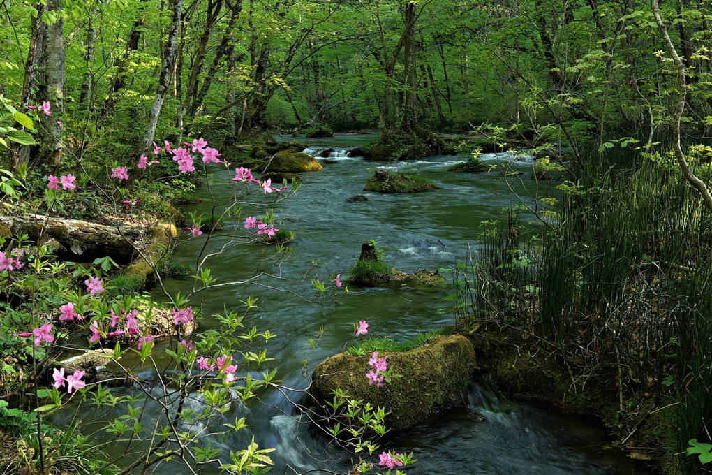 ヤシオツツジ咲く奥入瀬渓流