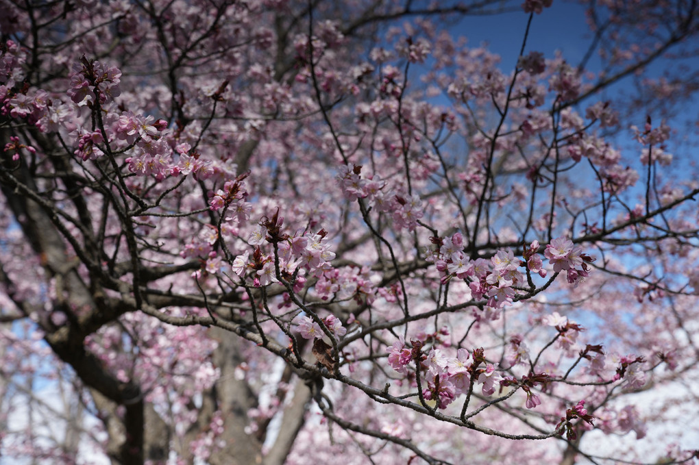桜咲く札幌円山公園