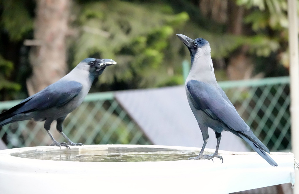 カトマンドウの披露宴