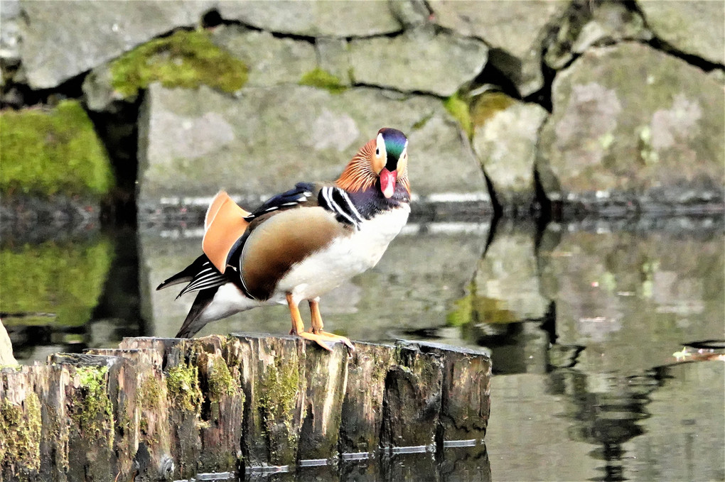 桜の散るころに