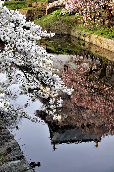 松前桜祭り－７　松前城の春