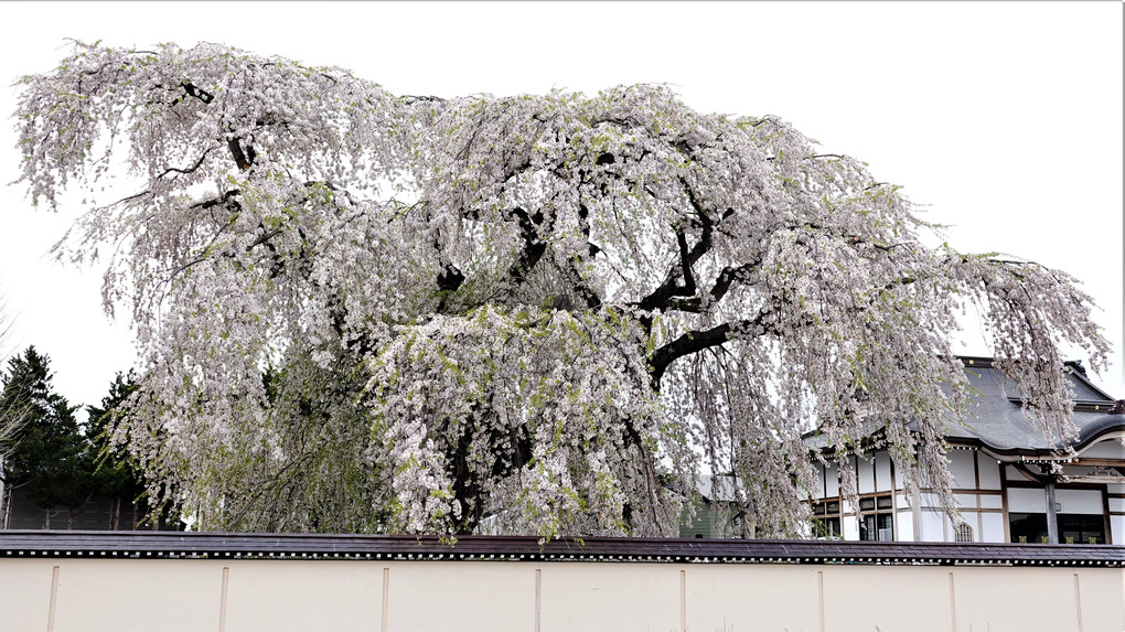 北斗市の枝垂れ桜