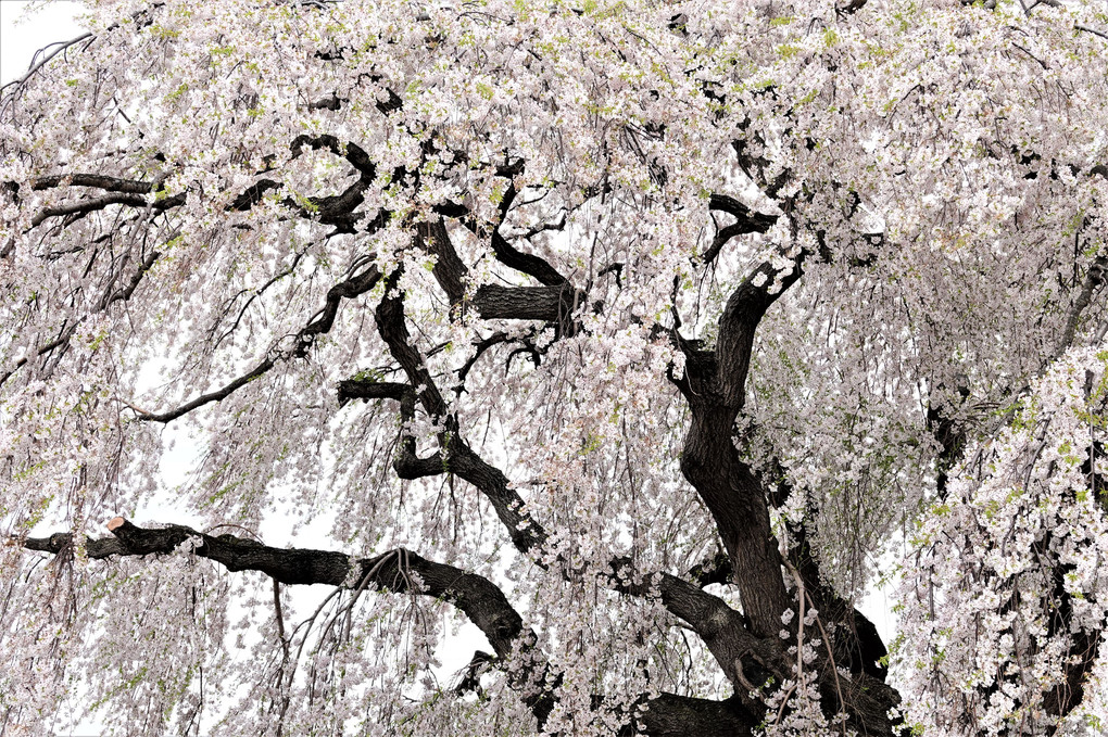 北斗市の枝垂れ桜