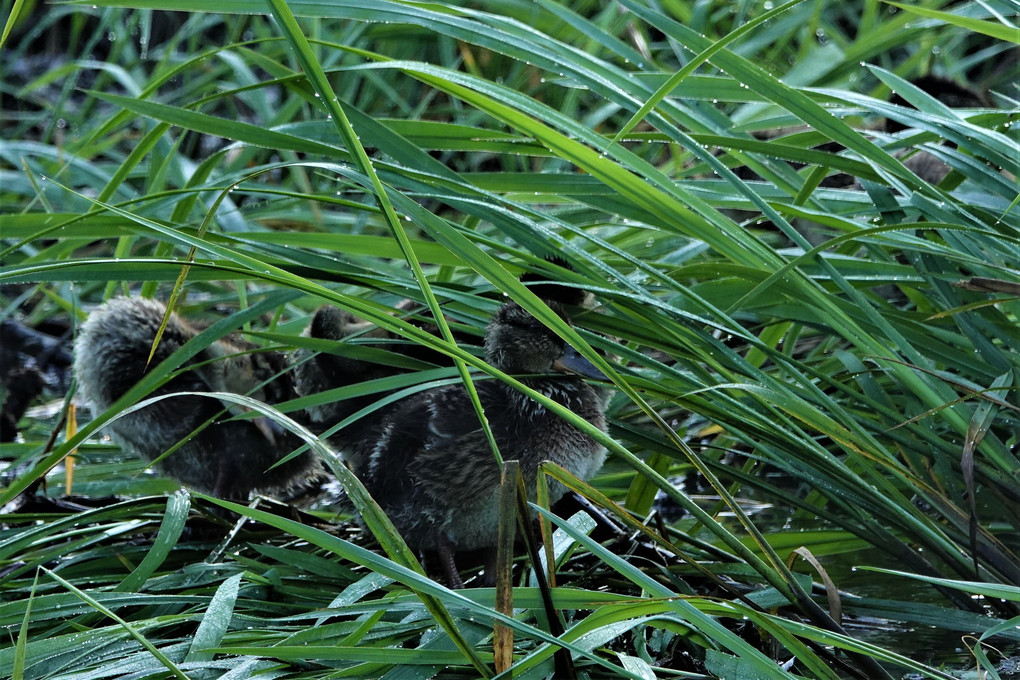 マガモの子育て