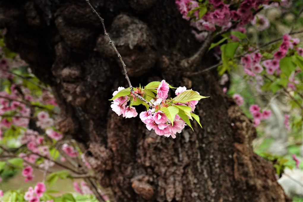 松前の桜