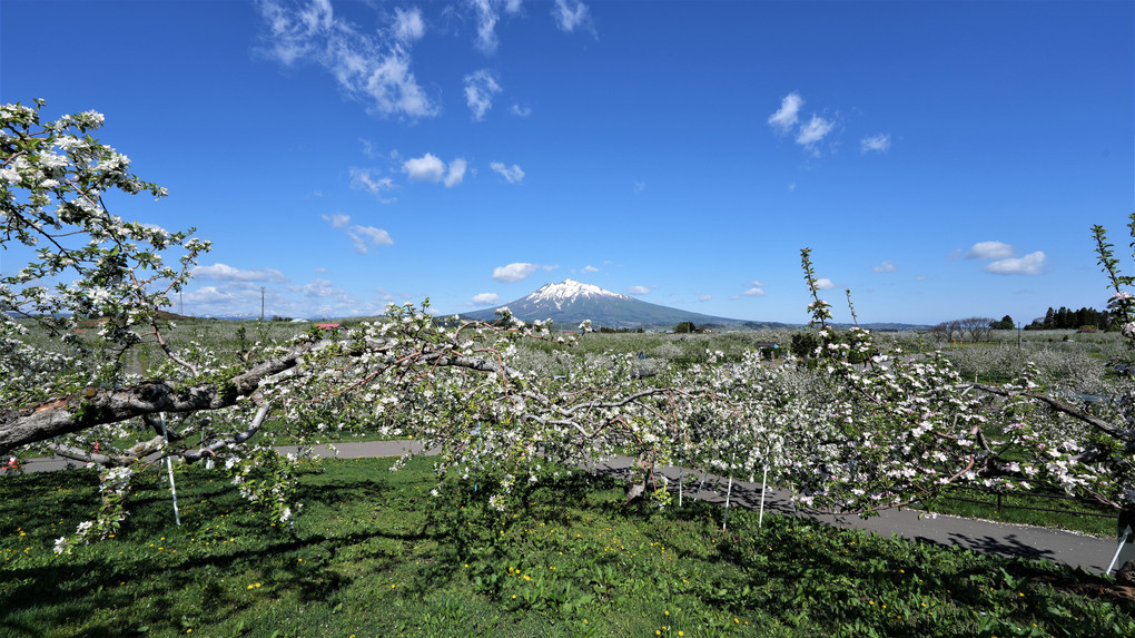リンゴの花と岩木山