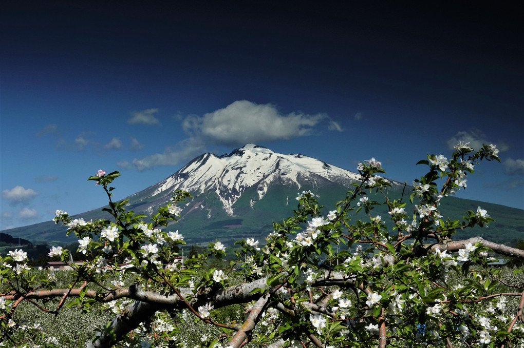 リンゴの花と岩木山－２