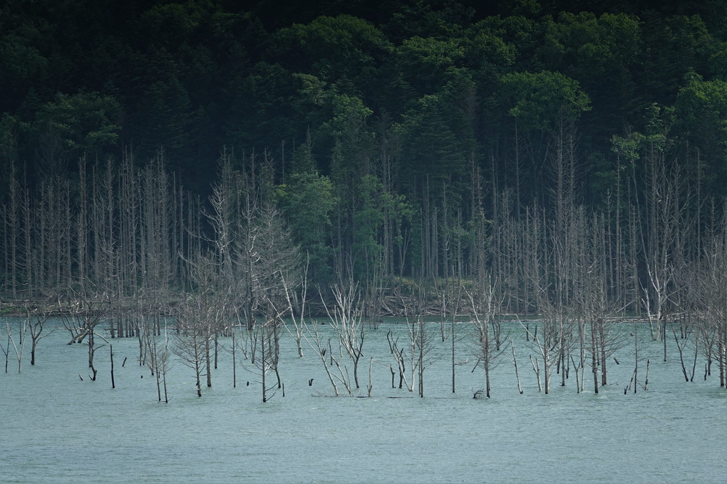 立ち枯れの湖