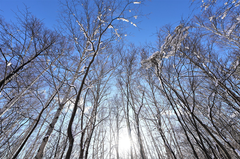 雪の朝