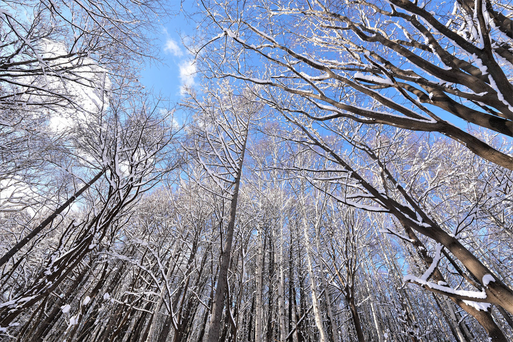 雪の朝