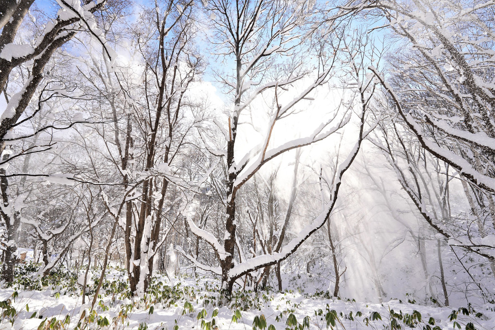 新雪の森の中