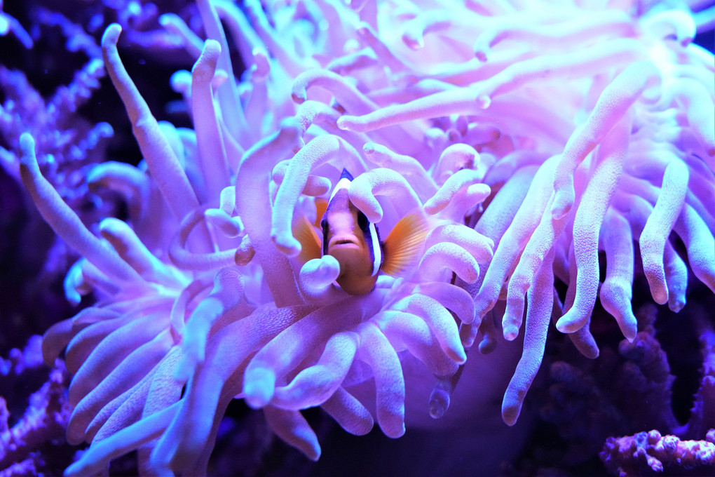 小樽水族館の顔