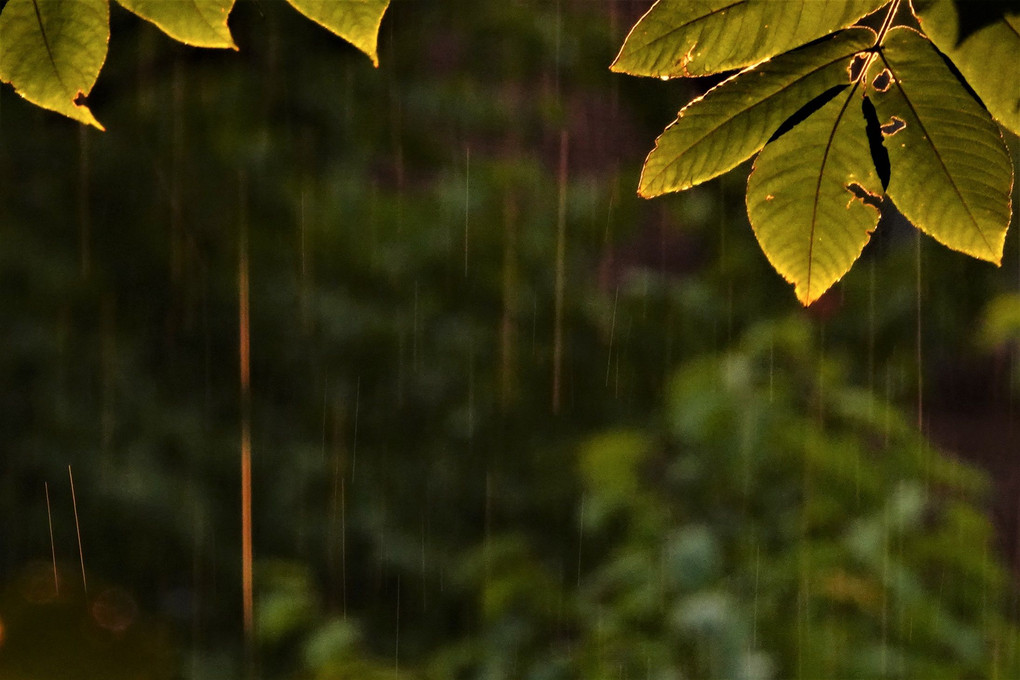 金色の雨