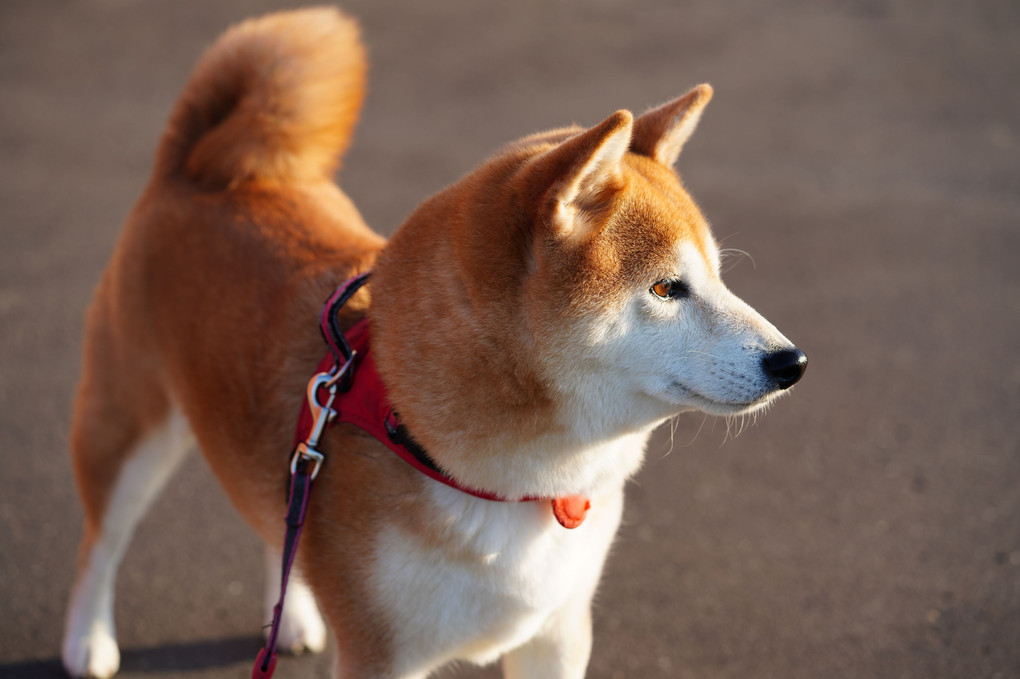 柴犬「春」にも秋の気配