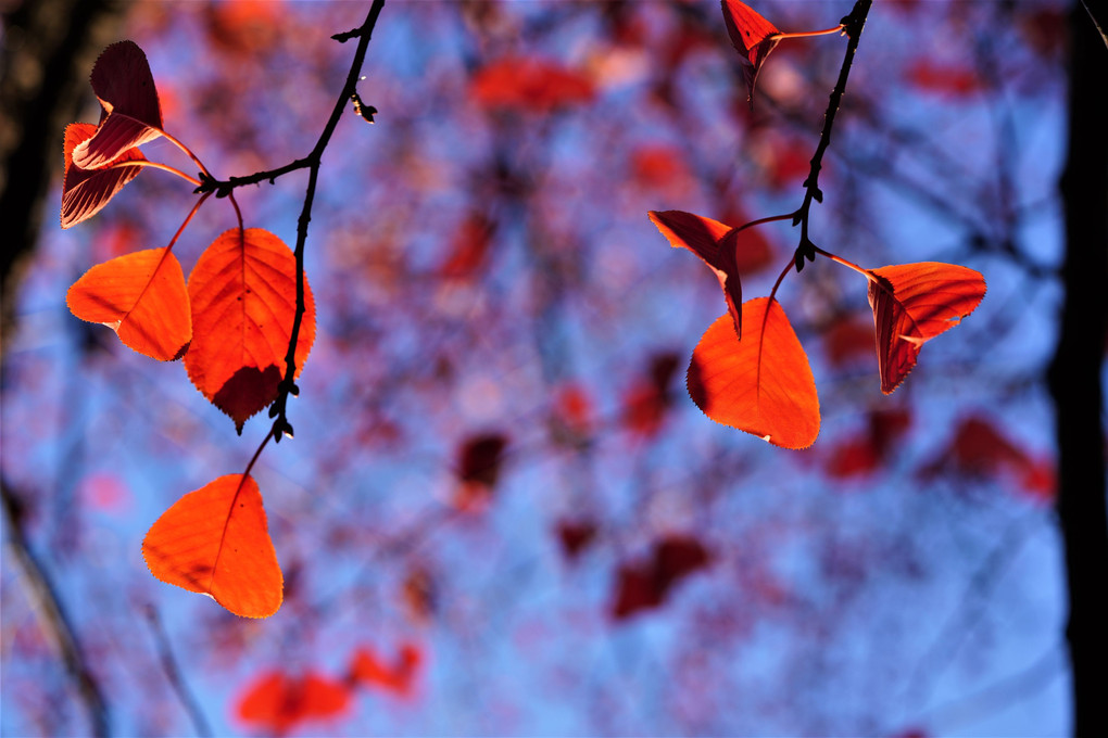 秋の空と紅葉