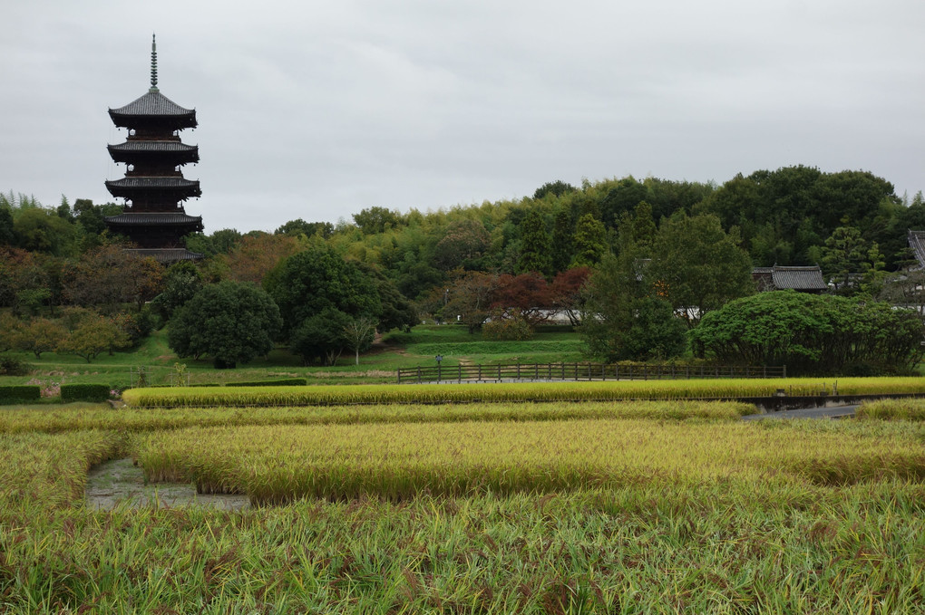 収穫前の赤米と備中国分寺