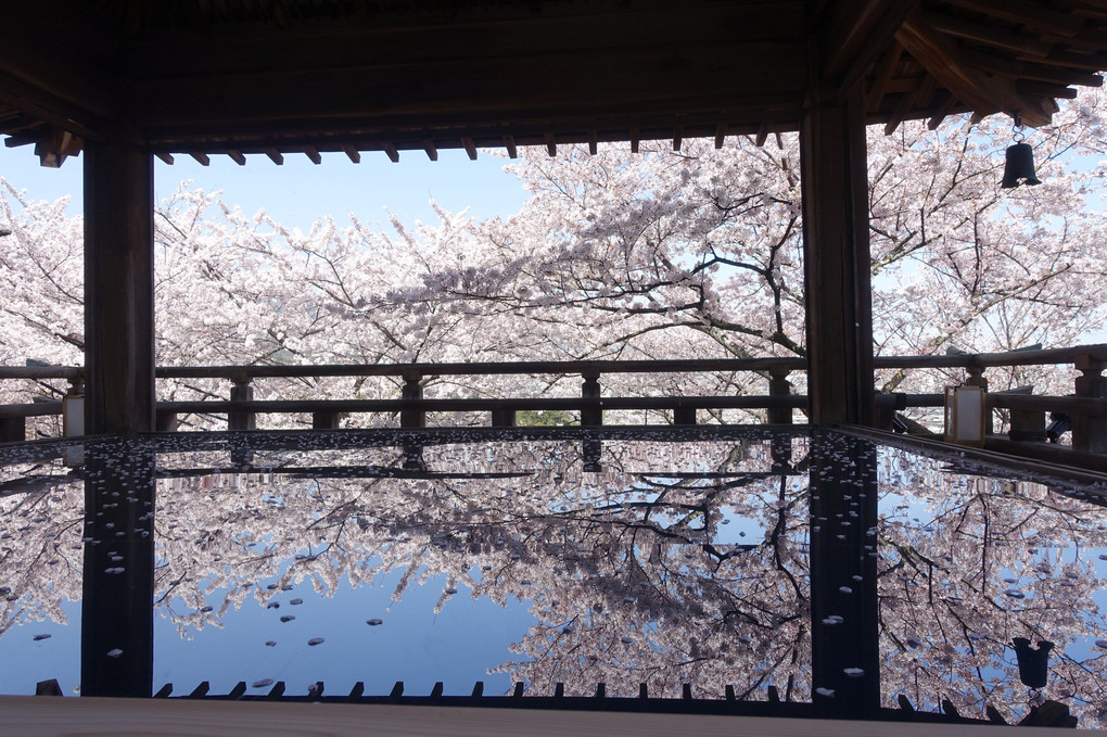 三井寺（観月舞台）の桜