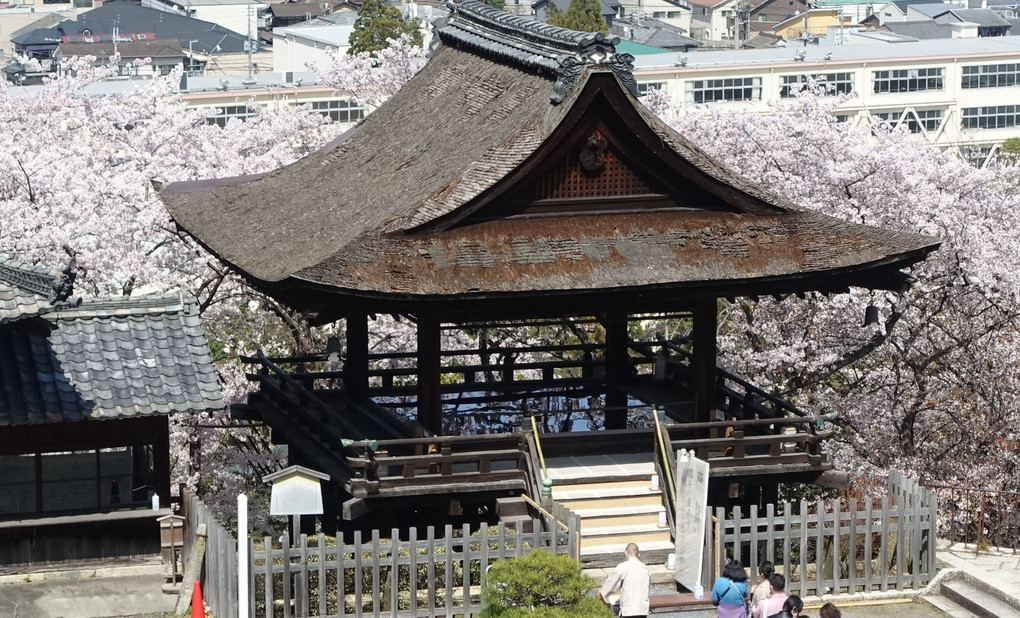 三井寺（観月舞台）の桜