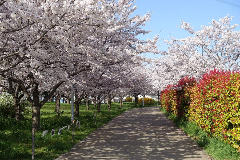 桜満開