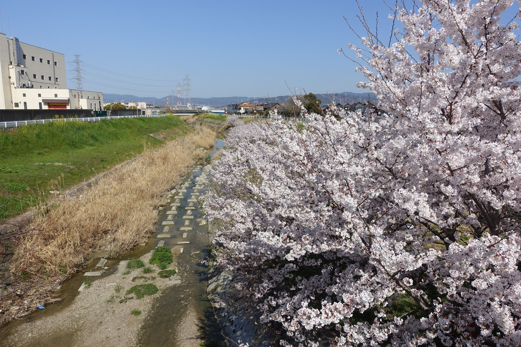 桜満開