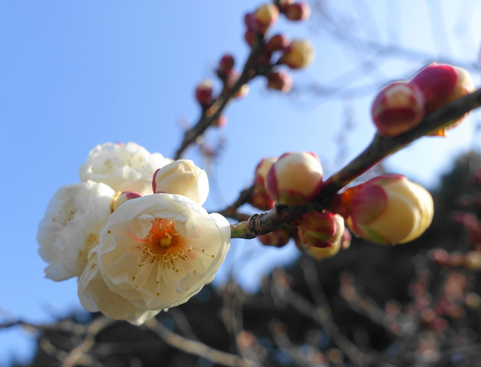 ロウバイ、白梅咲き始め！