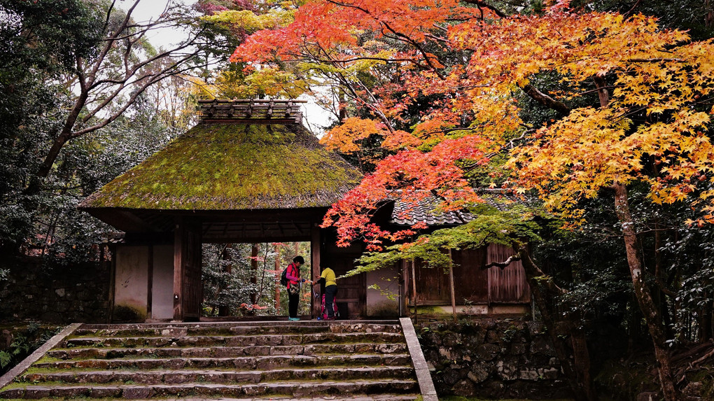 紅葉！真っ盛り‼　(法然院)