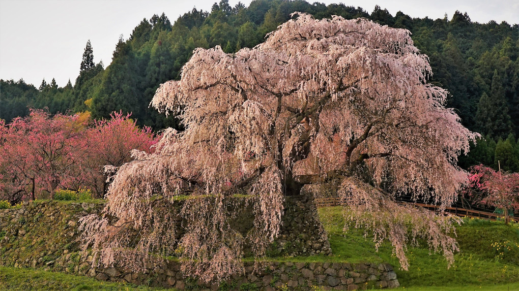 奈良の一本桜！　又兵衛桜‼