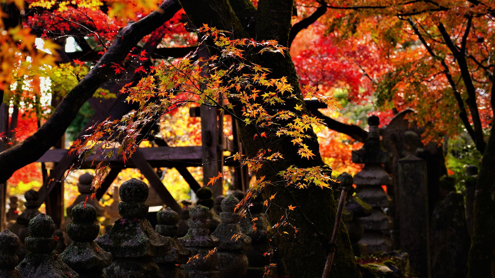 　豪雨に遭遇した紅葉撮影　化野念仏寺