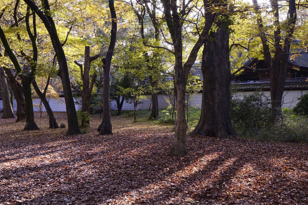 テーマは,光！下賀茂神社（その②）