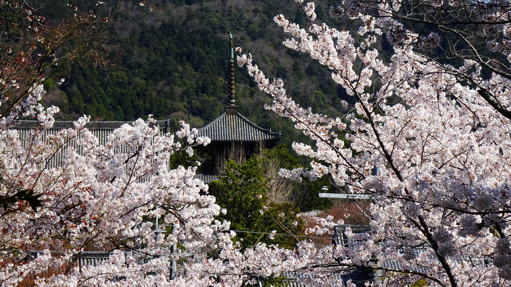 桜　2022 京都の桜 (# 5)