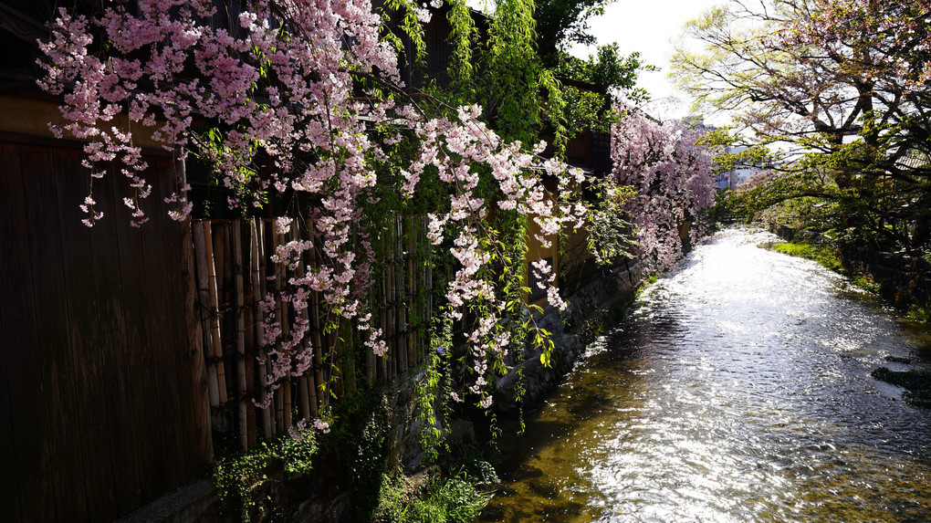 桜　2022 京都の桜撮影 (# 6)