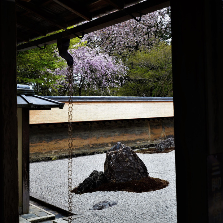 桜　2022 京都の桜撮影 (# 6)