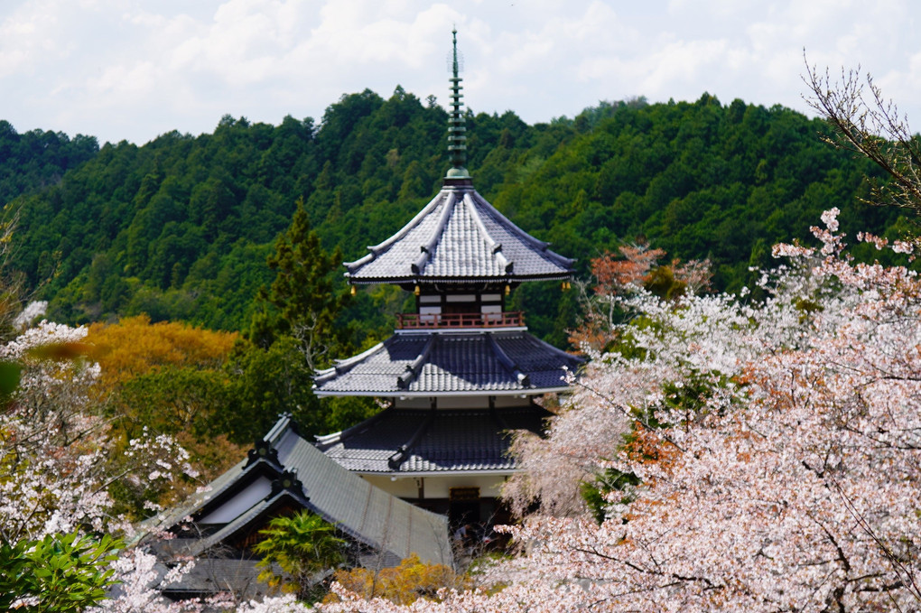 2023 あっちこっちの桜撮影　(#２)