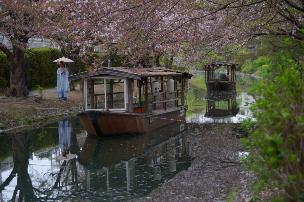 2023 あっちこっちの桜撮影　(♯3)