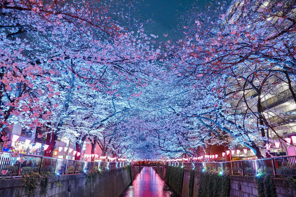 幻想的な世界 目黒川の夜桜