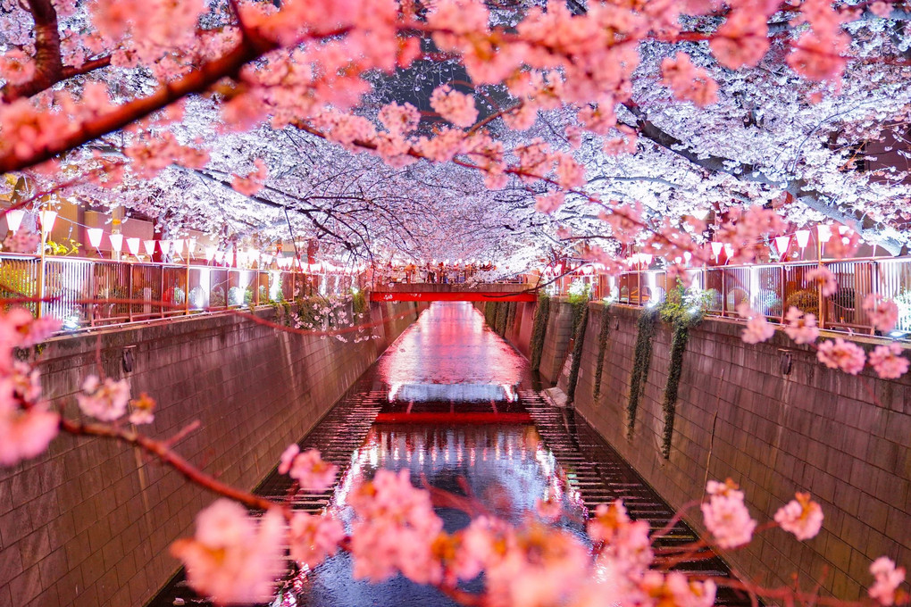 幻想的な世界 目黒川の夜桜
