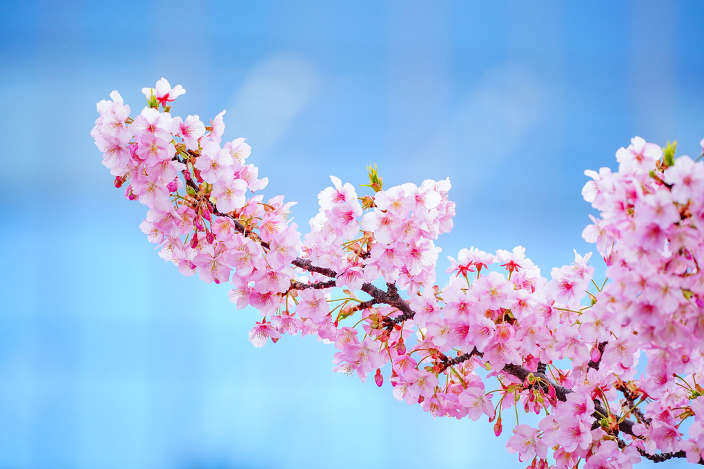 運河沿いの早咲きの桜