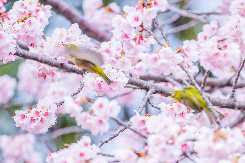 日比谷公園の大寒桜とメジロ