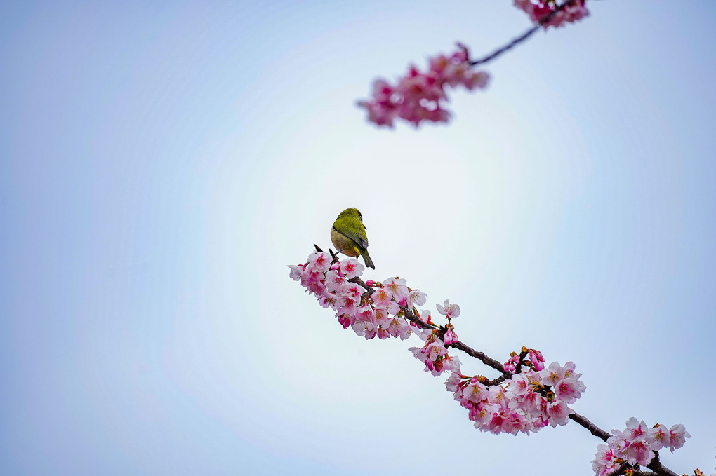 日比谷公園の大寒桜とメジロ